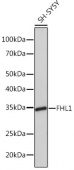 FHL1 Rabbit mAb (A5018)