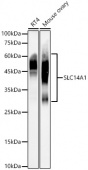 SLC14A1 Rabbit mAb (A23290)