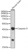 Caspase-9 Rabbit mAb (A11910)