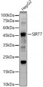SIRT7 Rabbit mAb (A22735)