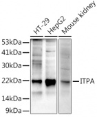 ITPA Rabbit mAb (A9370)