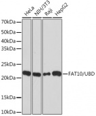 FAT10/UBD Rabbit mAb (A9005)