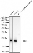 CD3E Rabbit mAb (A19017)