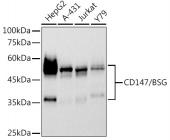 CD147/BSG Rabbit mAb (A22443)