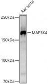 MAP3K4 Rabbit mAb (A20874)