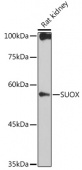 SUOX Rabbit mAb (A0733)