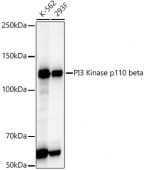 PI3 Kinase p110 beta Rabbit mAb (A22467)