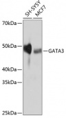 GATA3 Rabbit mAb (A19636)