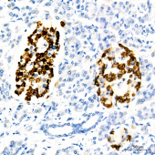 Glucagon Rabbit mAb (A23029)