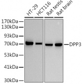 DPP3 Rabbit mAb (A9351)