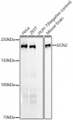 GCN2 Rabbit mAb (A2307)