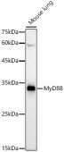 MyD88 Rabbit mAb (A21905)
