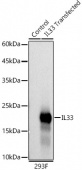 IL33 Rabbit mAb (A22621)