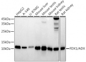 FDX1/ADX Rabbit mAb (A20895)