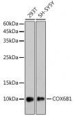 COX6B1 Rabbit mAb (A2228)