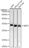 SIRT5 Rabbit mAb (A23083)