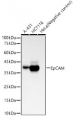 EpCAM Rabbit mAb (A23075)