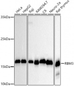 RBM3 Rabbit mAb (A20911)