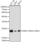 KRAS+HRAS+NRAS Rabbit mAb (A19779)