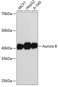 Aurora B Rabbit mAb (A19539)