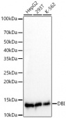 DBI Rabbit mAb (A23242)