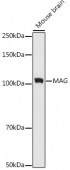MAG Rabbit mAb (A9671)