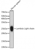 Lambda Light chain Rabbit mAb (A19831)