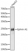 Ephrin A1 Rabbit mAb (A9132)