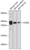 CD40L Rabbit mAb (A19019)