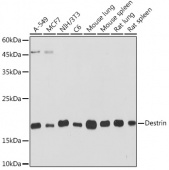 Destrin Rabbit mAb (A19772)