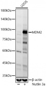 MDM2 Rabbit mAb (A23388)