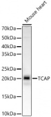 TCAP Rabbit mAb (A22731)