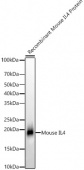 IL4 Rabbit mAb (A22284)