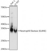 Neutrophil Elastase (ELANE) Rabbit mAb (A8953)