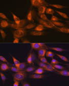 RheB Rabbit mAb (A3702)