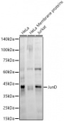 JunD Rabbit mAb (A22466)