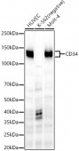 CD34 Rabbit mAb (A22197)