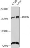 JARID2 Rabbit mAb (A9614)
