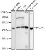 DAZAP1 Rabbit mAb (A20971)