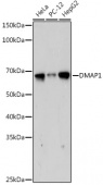 DMAP1 Rabbit mAb (A19281)