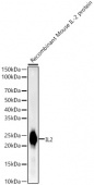 IL2 Rabbit mAb (A22200)