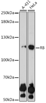 A0003_1.jpg