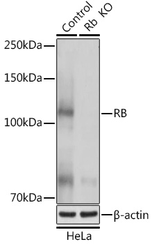 A0003_2.jpg