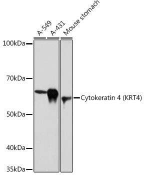 A0013_1.jpg