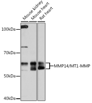 A0067_1.jpg