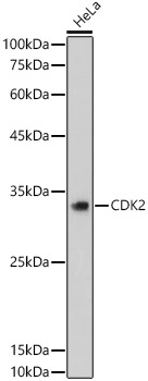 A0094_2.jpg