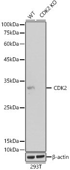 A0094_3.jpg