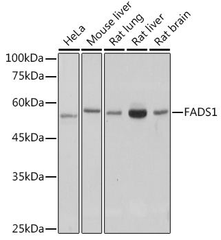 A0178_1.jpg