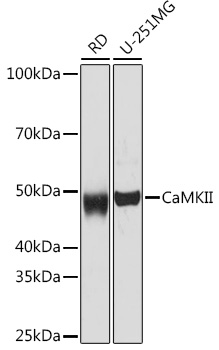 A0186_1.jpg