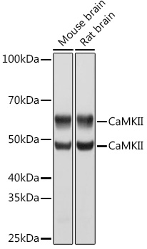 A0186_2.jpg
